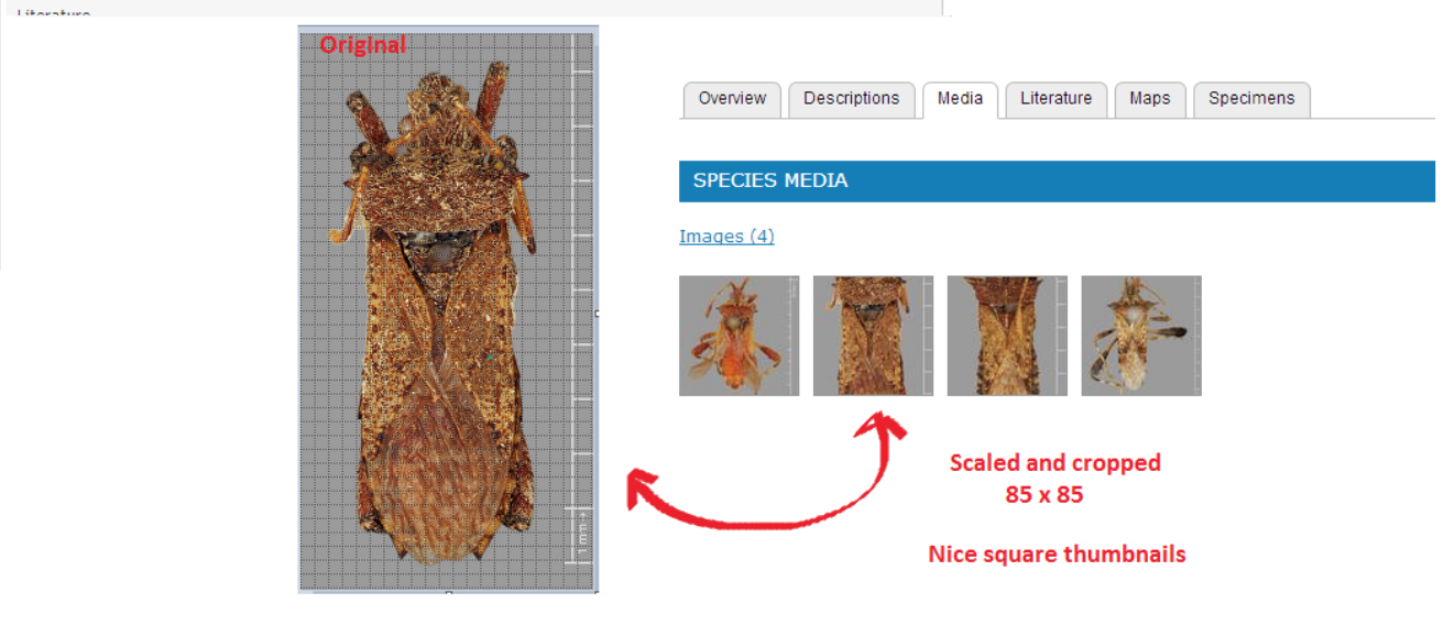 ../_images/SquareThumbnails.png